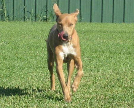 A tan with white American Blue Lacy is running up a grass field
